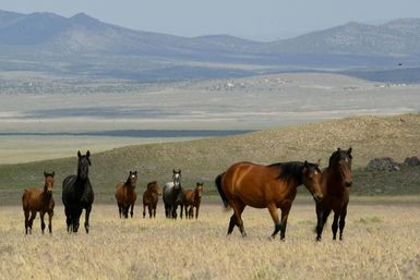 MORE FROM NORTHERN NEVADA: GOOGLE’S NEW HOME