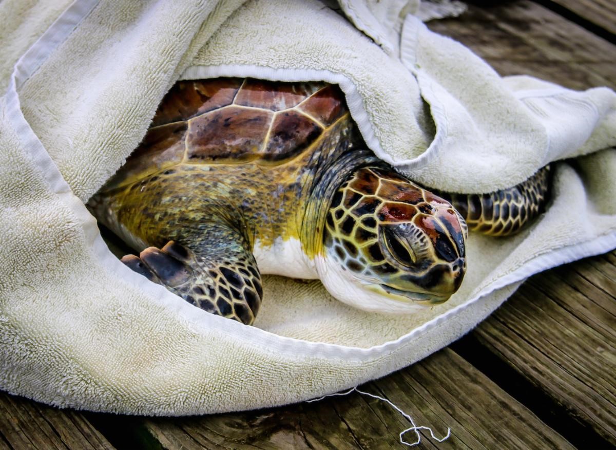 TURTLE RESCUE