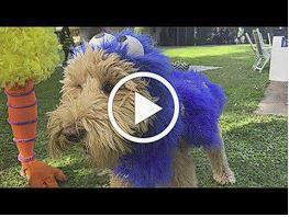 Picture of a dog in a blue hallow monster costume