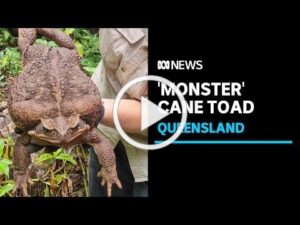 Video of a monster toad