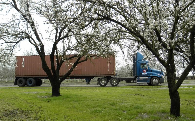Devine blue truck behind almond trees.