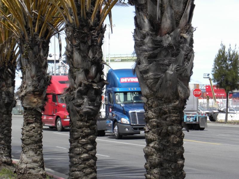 Devine trucks behind palm trees