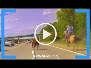 video of an escape cow running down a busy highway with a cowboy in hot pursuit.