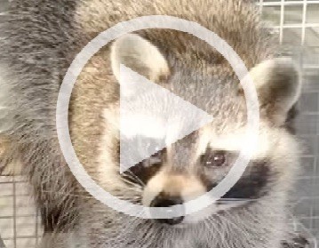 MADE OUT LIKE A BANDIT